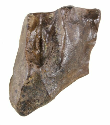 Triceratops Shed Tooth - Montana #59286